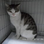 neugle pet 서울 동작 2026 00017