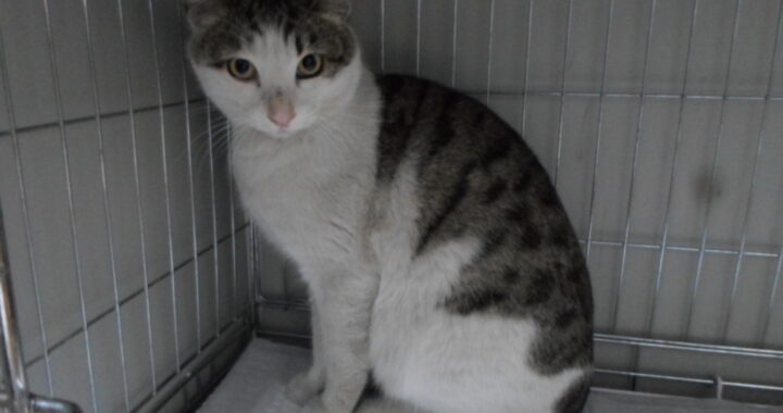 neugle pet 서울 동작 2026 00017