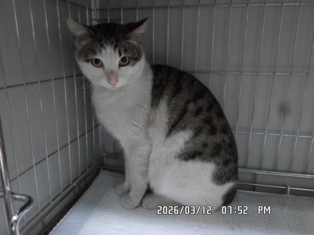 neugle pet 서울 동작 2026 00017