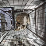 From Seoul's Streets to Sanctuary: The Hopeful Journey of a Rescued Korean Cat 6 neugle pet 서울 용산 2026 00027