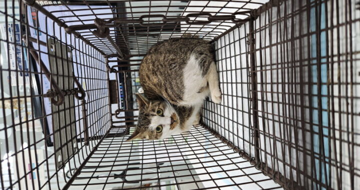 neugle pet 서울 용산 2026 00027