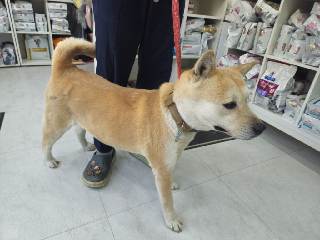 neugle pet 서울 용산 2026 00029