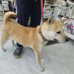 neugle pet 서울 용산 2026 00029