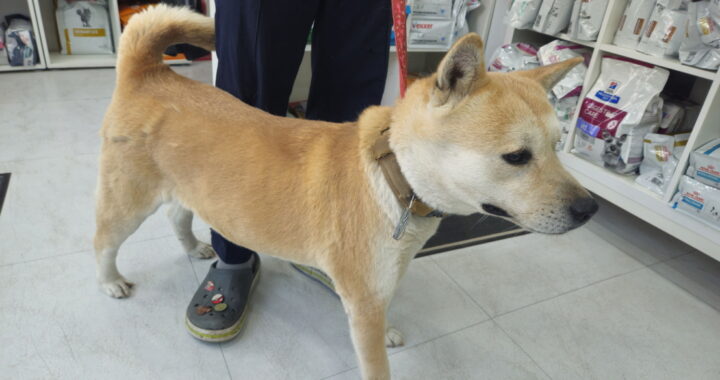 neugle pet 서울 용산 2026 00029