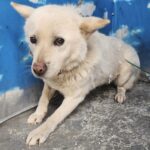 neugle pet 세종 세종 2026 00049