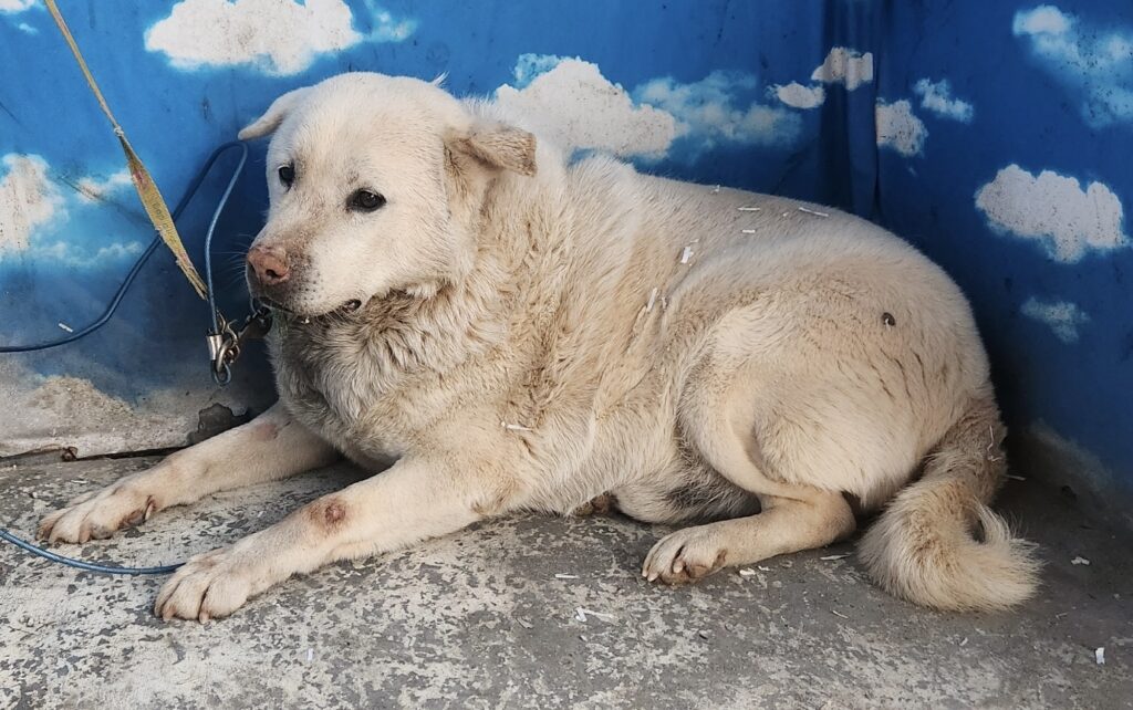 neugle pet 세종 세종 2026 00050