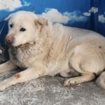 neugle pet 세종 세종 2026 00050