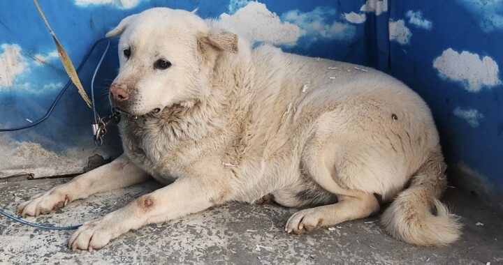 neugle pet 세종 세종 2026 00050