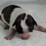 neugle pet 세종 세종 2026 00052