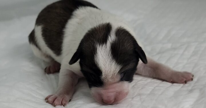 neugle pet 세종 세종 2026 00052