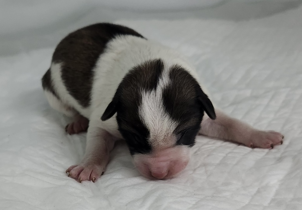 neugle pet 세종 세종 2026 00052