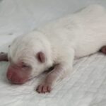 neugle pet 세종 세종 2026 00053