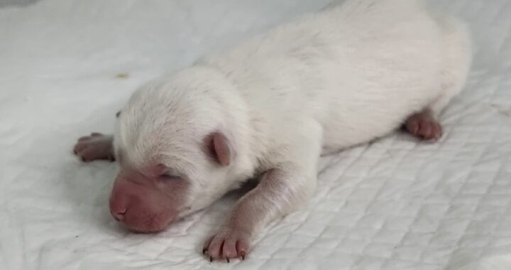 neugle pet 세종 세종 2026 00053