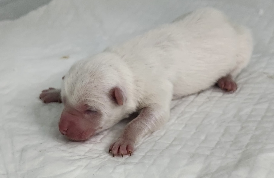 neugle pet 세종 세종 2026 00053