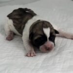 Tiny Miracle: 7-Day-Old Puppy Rescued in Sejong, South Korea Seeks International Adoption 7 neugle pet 세종 세종 2026 00054