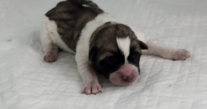 neugle pet 세종 세종 2026 00054