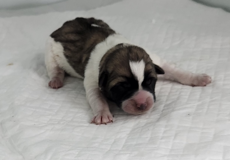 neugle pet 세종 세종 2026 00054