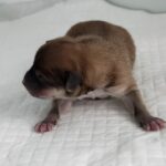 neugle pet 세종 세종 2026 00055