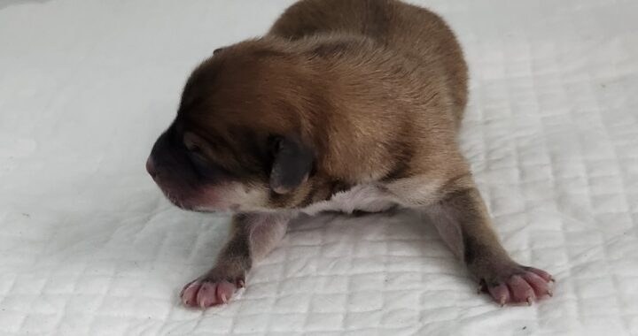 neugle pet 세종 세종 2026 00055