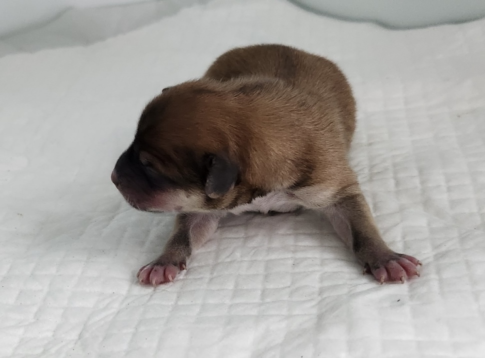 neugle pet 세종 세종 2026 00055