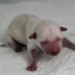 neugle pet 세종 세종 2026 00056