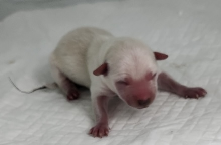 neugle pet 세종 세종 2026 00056