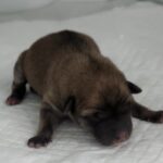 Mirai's Miracle: A Two-Day-Old Mix-Gyeon's Journey from Abandonment to Hope in Sejong, South Korea 6 neugle pet 세종 세종 2026 00057