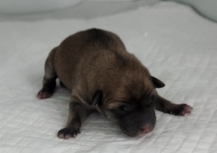 neugle pet 세종 세종 2026 00057