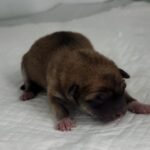 neugle pet 세종 세종 2026 00058