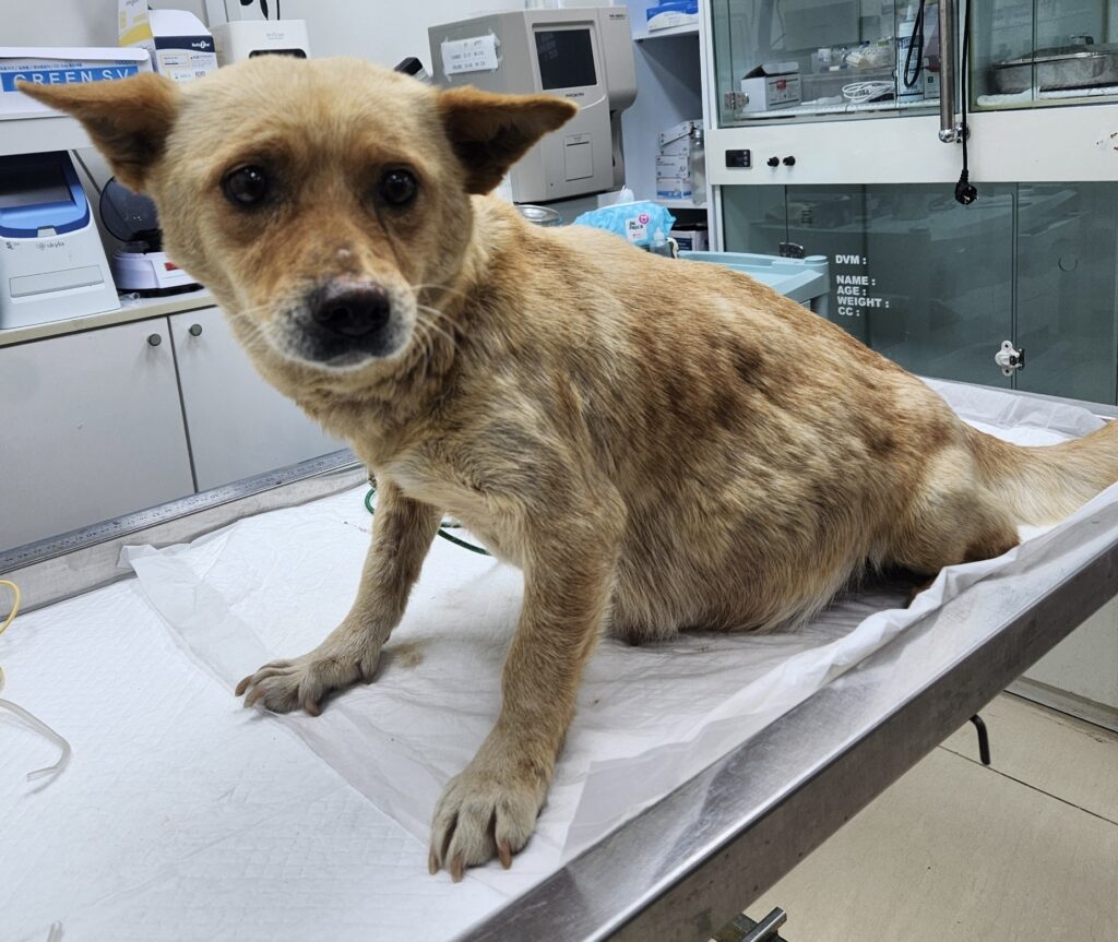 neugle pet 세종 세종 2026 00063