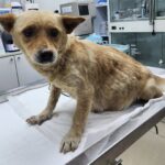 neugle pet 세종 세종 2026 00063