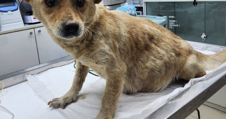 neugle pet 세종 세종 2026 00063