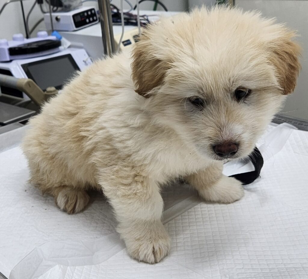 neugle pet 세종 세종 2026 00065