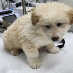 neugle pet 세종 세종 2026 00065