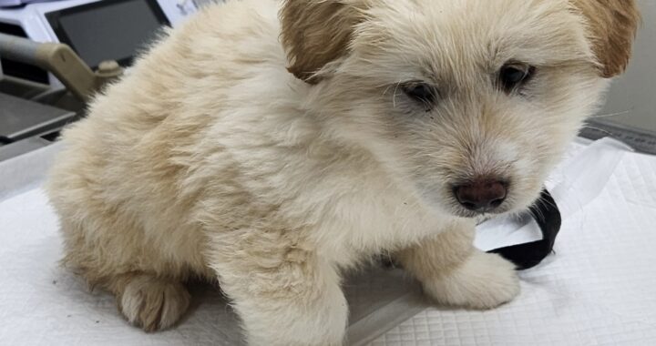 neugle pet 세종 세종 2026 00065