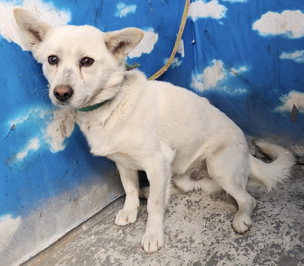 neugle pet 세종 세종 2026 00067