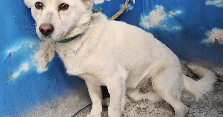 neugle pet 세종 세종 2026 00067