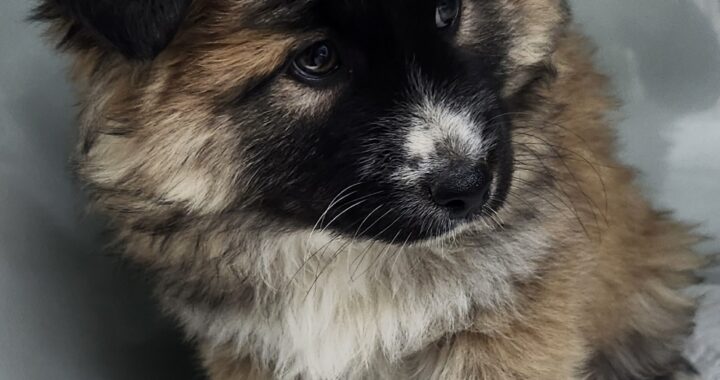 neugle pet 세종 세종 2026 00068