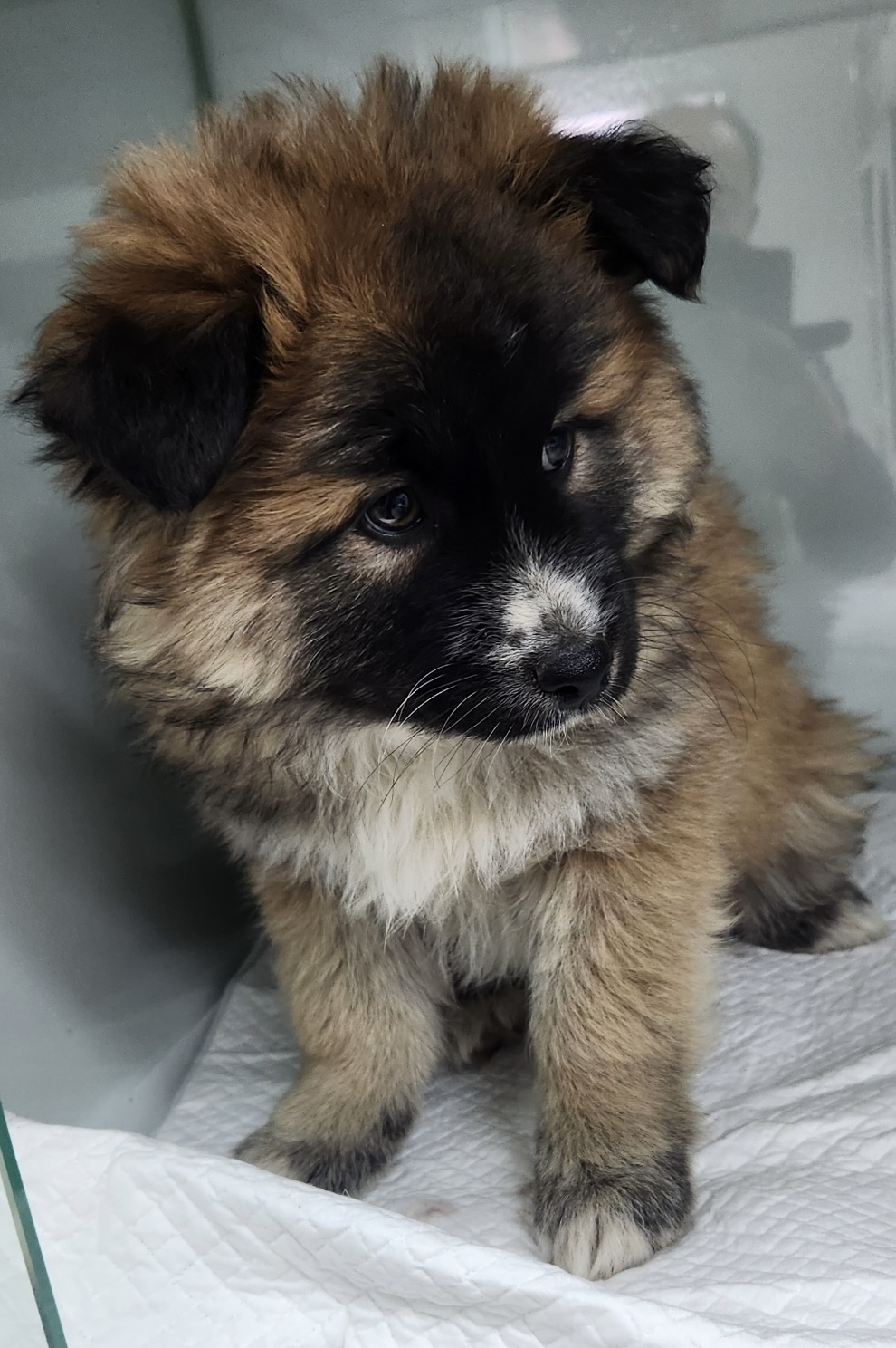 neugle pet 세종 세종 2026 00068