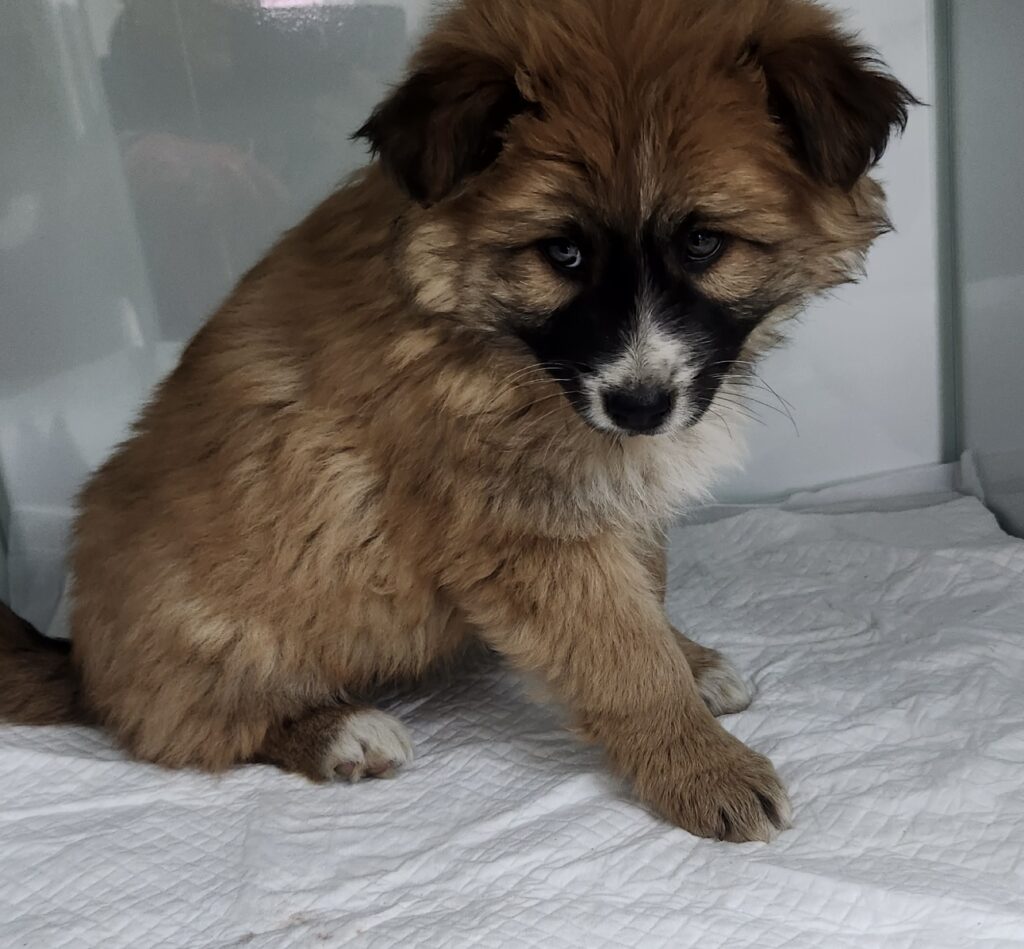 neugle pet 세종 세종 2026 00069