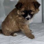 Anxious Blue Eyes: A Tiny Mix-Breed Puppy from Sejong, South Korea Seeks International Adoption 14 neugle pet 세종 세종 2026 00069