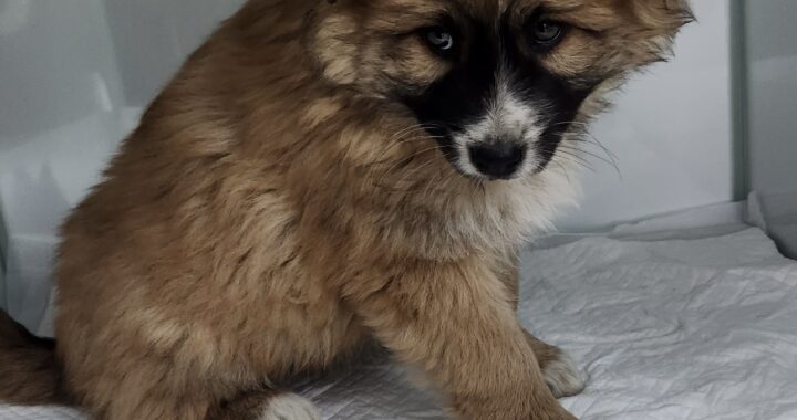 neugle pet 세종 세종 2026 00069