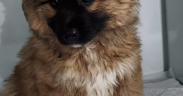 neugle pet 세종 세종 2026 00070