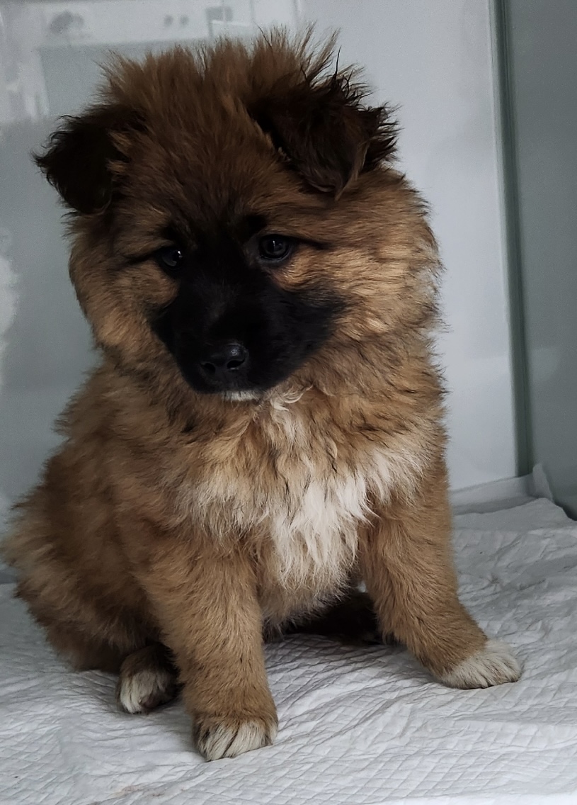 neugle pet 세종 세종 2026 00070