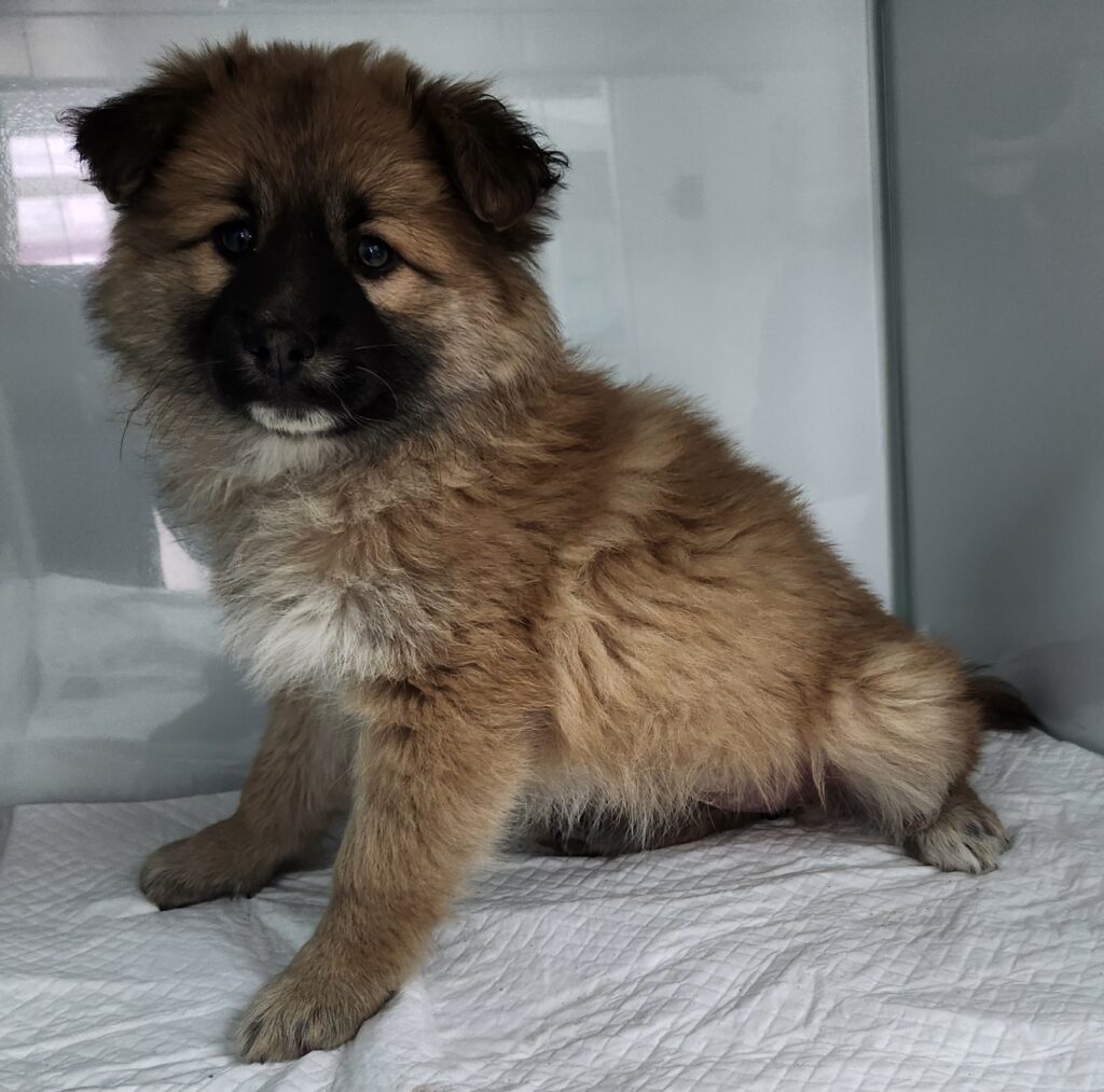 neugle pet 세종 세종 2026 00071