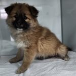 Hana's Hope: A Sweet 믹스견 Puppy's Journey from Sejong, South Korea to International Adoption 13 neugle pet 세종 세종 2026 00071