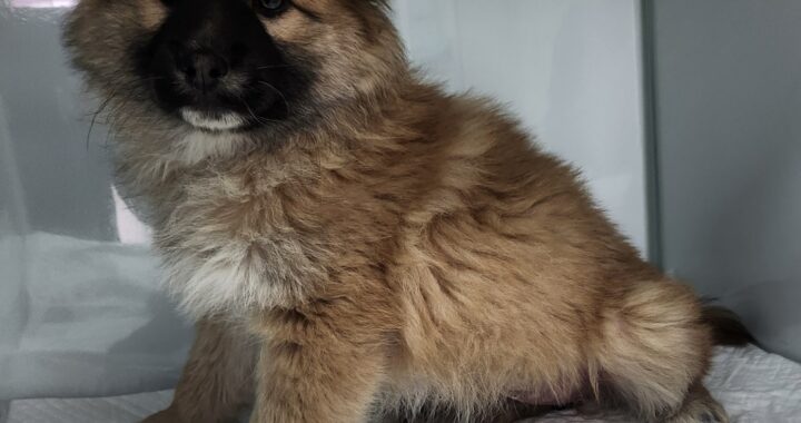 neugle pet 세종 세종 2026 00071