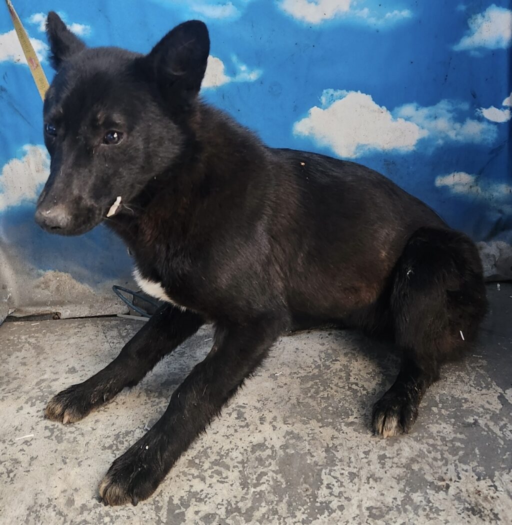 neugle pet 세종 세종 2026 00072