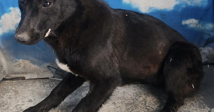 neugle pet 세종 세종 2026 00072