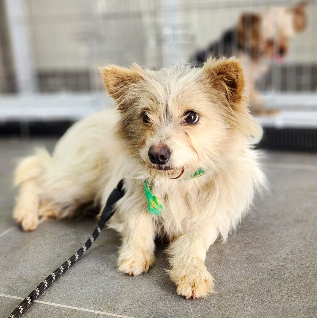 neugle pet 인천 강화 2026 00114